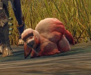 猟具生物カモシワラシ